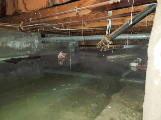 Best Local water damage restoration  in Daytona Beach Shores, FL